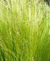 Kavyl péřovitý (Stipa tenuissima)
