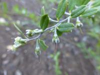 Lýkoveček drobnokališný - větévka s listy a plody (Chamaedaphne calyculata)