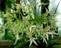 Calanthe (Calanthe triplicata)