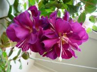 Fuchsie (Fuchsia)