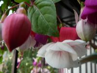 Fuchsie (Fuchsia)