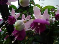 Fuchsie (Fuchsia)