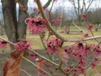 Vilín měkký 'Lombart's Weeping' (Hamamelis mollis)