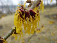 Vilín měkký 'Verna' (Hamamelis mollis)