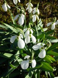Sněženka podsněžník (Galanthus nivalis)
