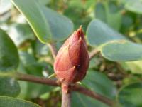 Pěnišník Williamsův 'August Lamken' - poupě (Rhododendron williamsianum)