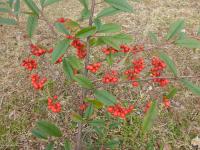 Skalník vrbolistý (Cotoneaster salicifolius var floccosus)