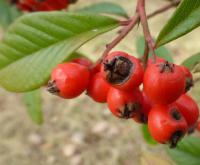 Skalník vrbolistý (Cotoneaster salicifolius var floccosus)