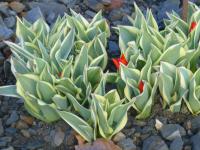 Tulipa praestans   Tulipán rostlina