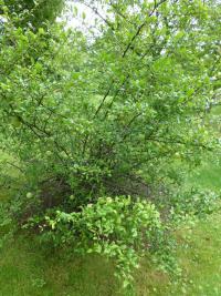 Kdoulovec ozdobný 'Nivalis' (Chaenomeles speciosa)