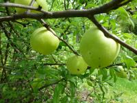 Kdoulovec ozdobný 'Nivalis' (Chaenomeles speciosa)