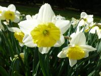 Narcis 'Ice Folies'
