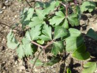 Anemone nemorosa     'Glenroy Blush'  sasanka hajní listy