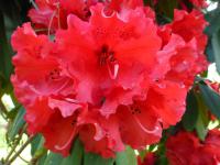 Pěnišník 'Taurus' (Rhododendron)