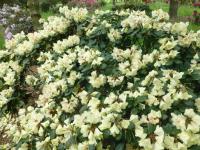 Pěnišník 'Goldbukett' - Rhododendron (Rhododendron)