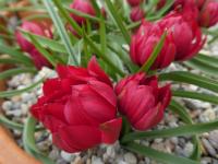 Tulipán nízký 'Tete a Tete' (Tulipa humilis var pulchella)