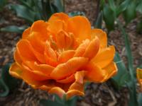 Tulipán 'Orange Princess' - Plné pozdní tulipány (Tulipa)