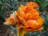 Tulipán 'Orange Princess' - Plné pozdní tulipány (Tulipa)