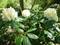 Pěnišník 'Ehrengold' (Rhododendron)
