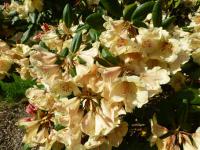 Pěnišník 'Viscy' (Rhododendron)