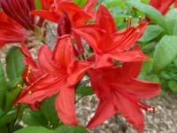 Pěnišník 'J Jennings' - Azalky Knap Hill (Rhododendron)