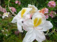 Pěnišník 'Silver Slipper' - Azalky Knap Hill (Rhododendron)