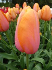 Tulipán 'Dordogne' - Jednoduché pozdní tulipány (Tulipa)
