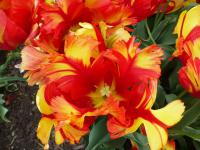 Tulipa  'Texas Flame' - tulipán
