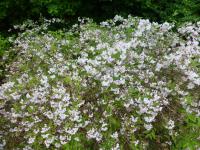 Trojpuk načervenalý 'Kalmiiflora' (Deutzia purpurascens)