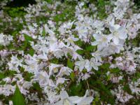 Trojpuk načervenalý 'Kalmiiflora' (Deutzia purpurascens)