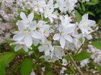 Trojpuk načervenalý 'Kalmiiflora' - větévka s květy (Deutzia purpurascens)