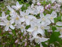 Trojpuk načervenalý 'Kalmiiflora' - větévka s květy (Deutzia purpurascens)