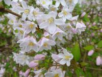 Trojpuk načervenalý 'Kalmiiflora' - větévka s květy (Deutzia purpurascens)