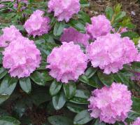 Pěnišník 'Petr' (Rhododendron)