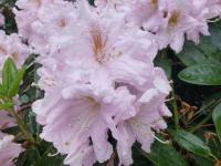 Pěnišník 'Dagmar' (Rhododendron)