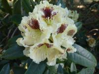 Pěnišník 'Orlík' (Rhododendron)