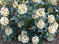 Pěnišník 'Orlík' (Rhododendron)