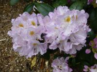 Pěnišník 'Herme' (Rhododendron)