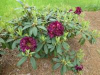 Pěnišník 'Frank Galsworthy' (Rhododendron)