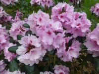 Rhododendron     'Diadem'  pěnišník květy, květenství