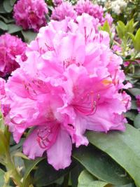Rhododendron 'Dr. H. C. Alexander Steffen' pěnišník květy, květenství Rhododendron 'Dr. H. C. Alexander Steffen' pěnišník květy, květenství