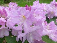 Pěnišník Fortuneův 'Lavender Girl' (Rhododendron fortunei)