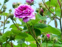 Růže 'Russelliana' (Rosa)