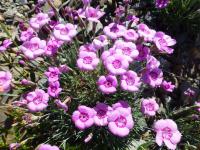 Hvozdík sivý 'Gütle' (Dianthus gratianopolitanus)