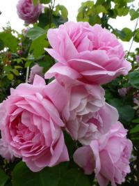 Růže 'Constance Spry' - Anglické růže