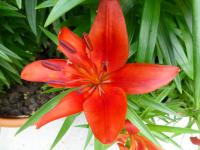 Lilie 'Crimson Pixie' - Asijské hybridy nízké (Lilium)
