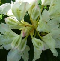 Pěnišník krátkoplodý (Rhododendron brachycarpum)