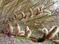 Vrba - detail (Salix)
