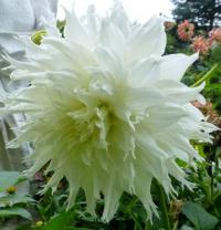 Jiřinka 'Mingus Ida'