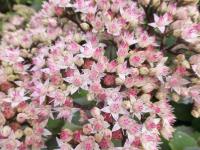 Rozchodník 'Joyce Henderson' (Sedum hybridum)
